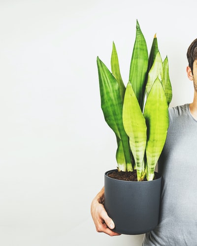 女人在灰色的外套拿着绿色植物
